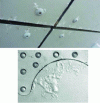 Figure 13 - Macroscopic appearance of filiform corrosion at the edges and attachment points of structures