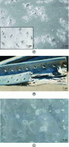 Figure 2 - Examples of corrosion morphologies: (a) pitting corrosion, (inset: after pickling) (b) laminated corrosion, (c) "cosmetic" surface corrosion.