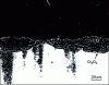 Figure 22 - Duplex structure formed on Ni-Cr alloy after oxidation at 900°C (...
