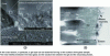 Figure 6 - Observation (a) by SEM and (b) by TEM of alteration films developed on the surface of SON68 glass at 90 °C under static conditions