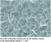 Figure 7 - Example of phyllosilicates observed by SEM and formed on the glass surface, at the gel/solution interface, during the weathering of SON68 glass at 90 °C in pure water after 6 days (adapted from [27])