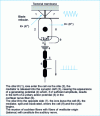 Figure 5 - Mechanobiochemical phenomena
