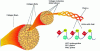 Figure 2 - Collagen synthesis and structure (source WeightWorld)