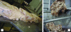 Figure 3 - Receiving frozen (1) and fresh (2) pork skins (courtesy of GME, Gelatin Manufacturers of Europe)