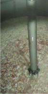 Figure 4 - Preparation of pig skins in a shaking tank (courtesy of GME)