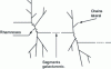 Figure 3 - Schematic representation of the pectin molecule