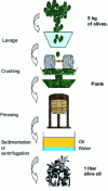 Figure 10 - Diagram
of olive oil production (doc. ITERG)