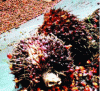 Figure 11 - Oil palm fruit raid