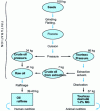 Figure 4 - Oil and meal production from seeds: the
example of rapeseed (doc. ITERG)