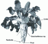 Figure 1 - Sugar beet
