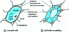 Figure 5 - Beet cell from which sucrose is extracted (source: Fives Cail Babcock)