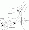 Figure 1 - Main mechanisms of deposition of solid particles or fibers in the lungs