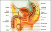 Figure 1 - Male reproductive system