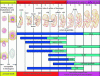 Figure 11 - Critical periods in human organogenesis