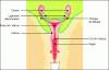 Figure 2 - Female reproductive system