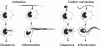 Figure 6 - Comparison between asbestos and multileaf carbon nanotubes and macrophages