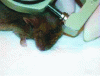 Figure 4 - Measuring the mouse ear