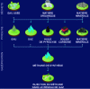 Figure 2 - Diagram of green gas production and distribution by pyrogasification