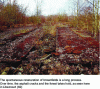 Figure 1 - Wasteland undergoing renaturation (photo credit: G. Lemoine)