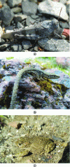 Figure 2 - Examples of xerothermophilic species found on slag heaps: a) Turquoise Grasshopper, b) Wall Lizard, c) Natterjack Toad