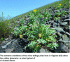 Figure 3 - Yellow Stonecrop on mine spoil heaps (photo credit: G. Lemoine)