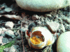 Figure 5 - Two-colored osmia, a species of wild bee found on limestone hillsides that lays its eggs in snail shells, shown here in the Poplar Quarry in Abscon (59)