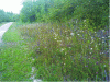 Figure 6 - A calcareous forest edge featuring wild oregano, wild carrot, viper’s bugloss, and more in the Des Peupliers Quarry in Abscon (59)—areas rich in wildflowers and pollinating insects