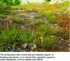Figure 7 - Heather and calluna on a sand pit (photo credit: G. Lemoine)