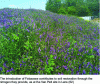 Figure 8 - Legumes at a restoration site (photo credit: G. Lemoine)