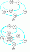 Figure 1 - Chapman cycle (a) and its modification due to emissions of volatile organic compounds (b)