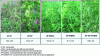 Figure 10 - Photo of the plots after three months of cultivation and the number of plant species per square meter based on conditions