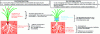 Figure 5 - Phytostabilization and phytoextraction processes (Dumat, 2014)