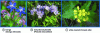 Figure 7 - Green manure plants