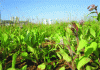 Figure 8 - Borage growing on an industrial brownfield site, characterized by historical lead contamination resulting from recycling activities