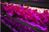 Figure 5 - Salad production under controlled conditions on Shigeharu Shimamura's Japanese urban farm