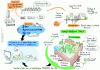 Figure 9 - Ecological and anthropogenic soil functions (drawing by Flore Vigneron ©2021)