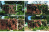 Figure 18 - Photographs of the south wall at various stages of the survey