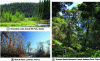 Figure 1 - Different types of forest ecosystems
rich in ectomycorrhizal symbioses: (a) Alaskan boreal forest, (b)
temperate oak-beech forest and (c) subtropical rainforest in Yunnan,
China.
