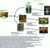 Figure 10 - Evolution of feeding patterns in Agaricomycotina
woodland fungi