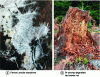Figure 4 - Mycelium (vegetative apparatus of filamentous
fungi): consists of a dense network of branched fungal hyphae, enabling
it to efficiently explore the substrate.