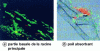Figure 2 - Colonization of Rhizobium alamii YAS34 expressing the GFP protein (green) and its EPS labeled with an Alexa660-ConA probe (red) on the root surface of A. thaliana seedlings (4 weeks old, cultured in solidified nutrient medium) and observed with a confocal laser scanning and transmission microscope. The yellow areas correspond to the superposition of EPS and bacteria. 6