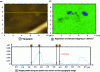 Figure 10 - AFM-IR study of exudates: a) topography b) acquisition of chemical mapping at 1,634 cm-1. Lubricant accumulation appears on the chemical mapping in false purple color c) height profile along the yellow line indicated on the topography image. Adapted with permission Chem. Rev. 2017, 117, 7, 5146-5173. Copyright: 2017 American Chemical Society