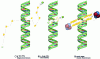 Figure 3 - Impact of particle type on DNA and ionization density of the cell medium traversed