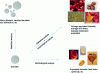Figure 2 - Complexity of analyzing the size of divided media: impact of the shape and number of entities present in the system