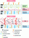 Figure 2 - Schematic representation of cell membranes in Gram-positive and Gram-negative bacteria