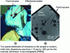Figure 1 - Fluid inclusions in rocks: a) a fluid inclusion and its shrinkage bubble in an olivine crystal (technique: optical microscopy), b) fluid inclusions in basaltic glass [8]