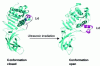 Figure 16 - Modification of the conformation of a lipase under the effect of ultrasound (taken from [55])
