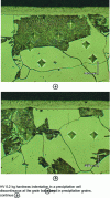 Figure 34 - Microstructures of discontinuous precipitation cell in Fe-3%Cr alloy nitrided at 520°C – 24 h (KN = 9) [3]