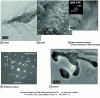 Figure 41 - Incoherent globular nitrides (Fex, Cry)N [3] [40]