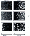 Figure 59 - Carbon and nitrogen X-ray images – 32CrMoV5 steel nitrided at 520 °C – 24 h [45]